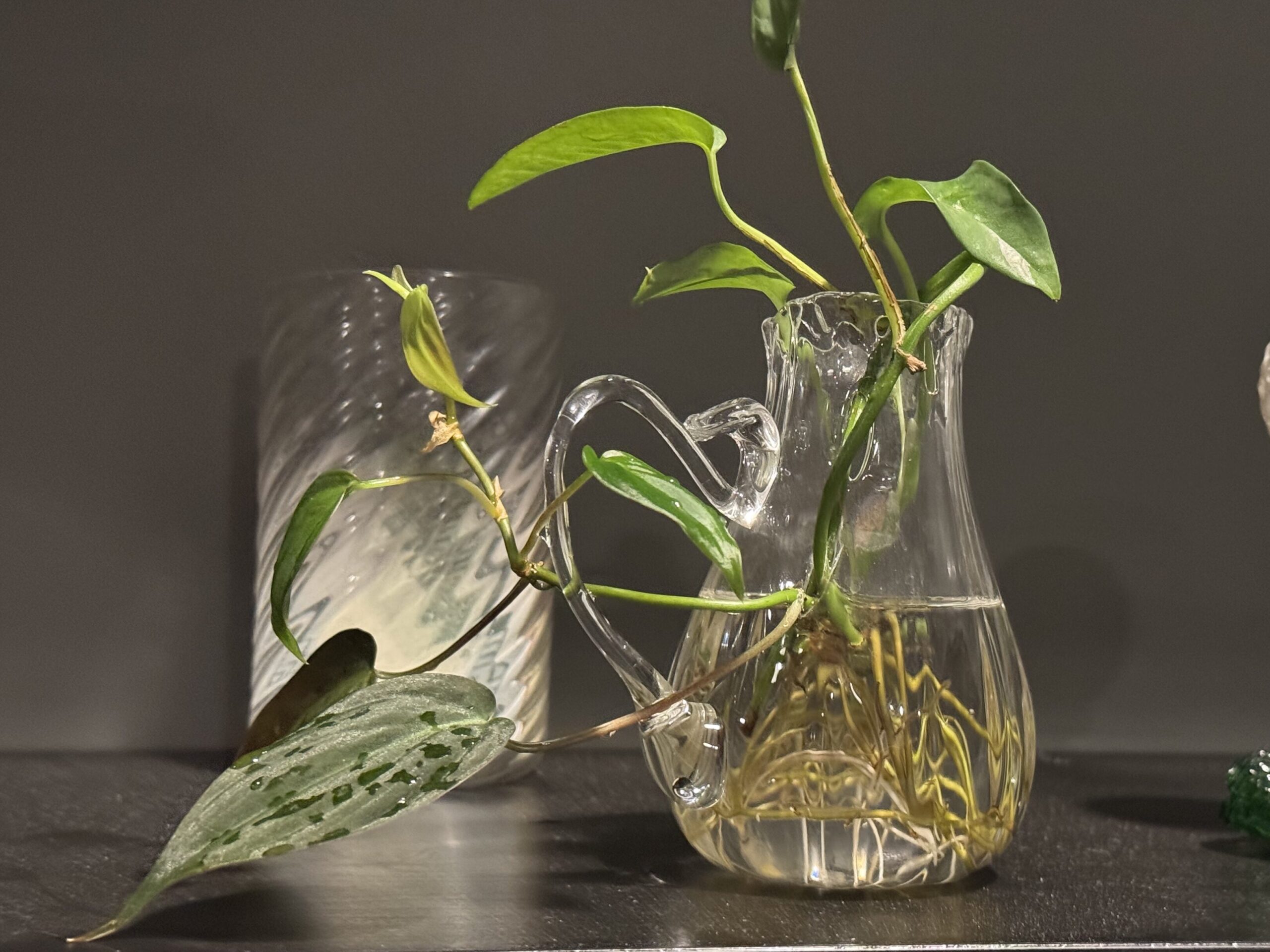 Close up of handblown glass Botanical Lace vessel with water propagated plant roots growing through delicate glass openings by Ethan Ball